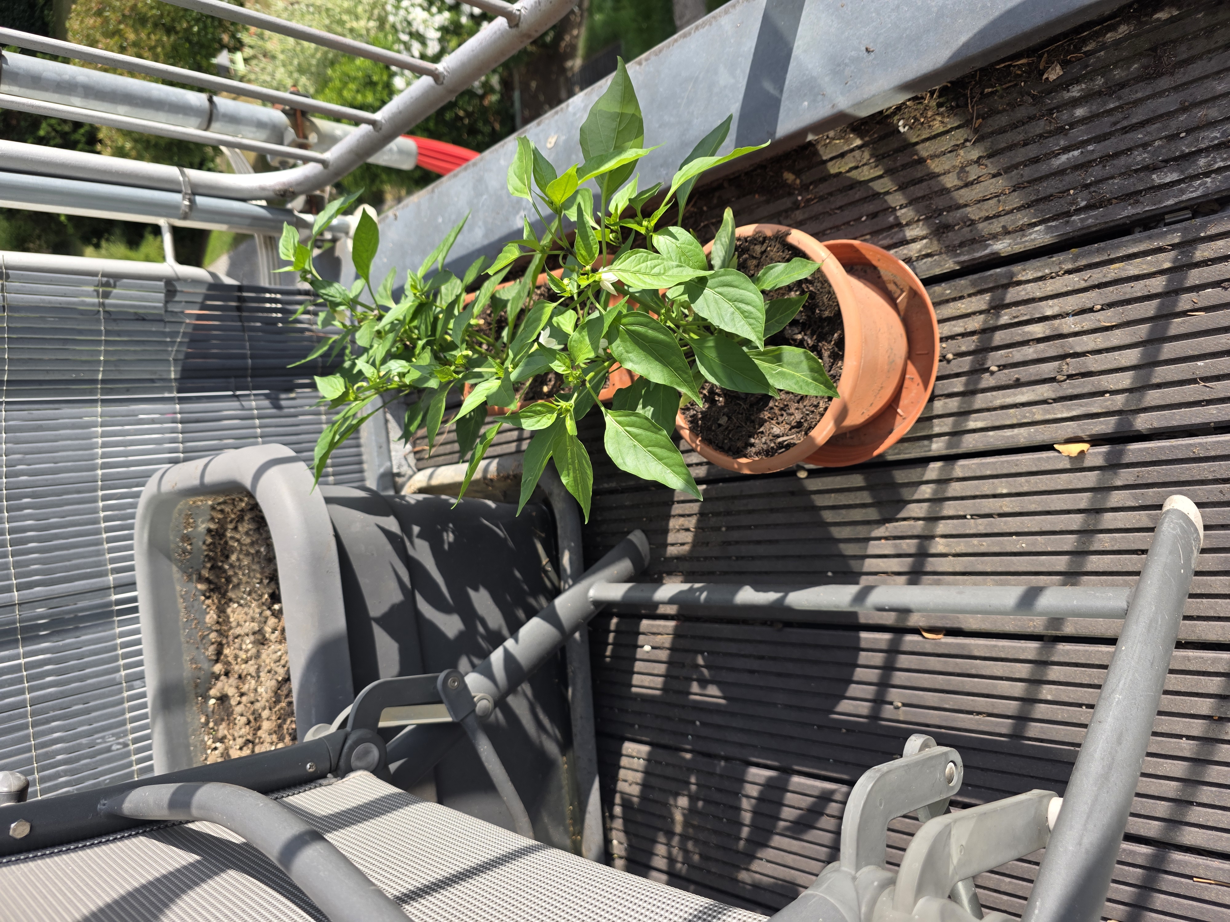 Chilipflanze auf dem Balkon