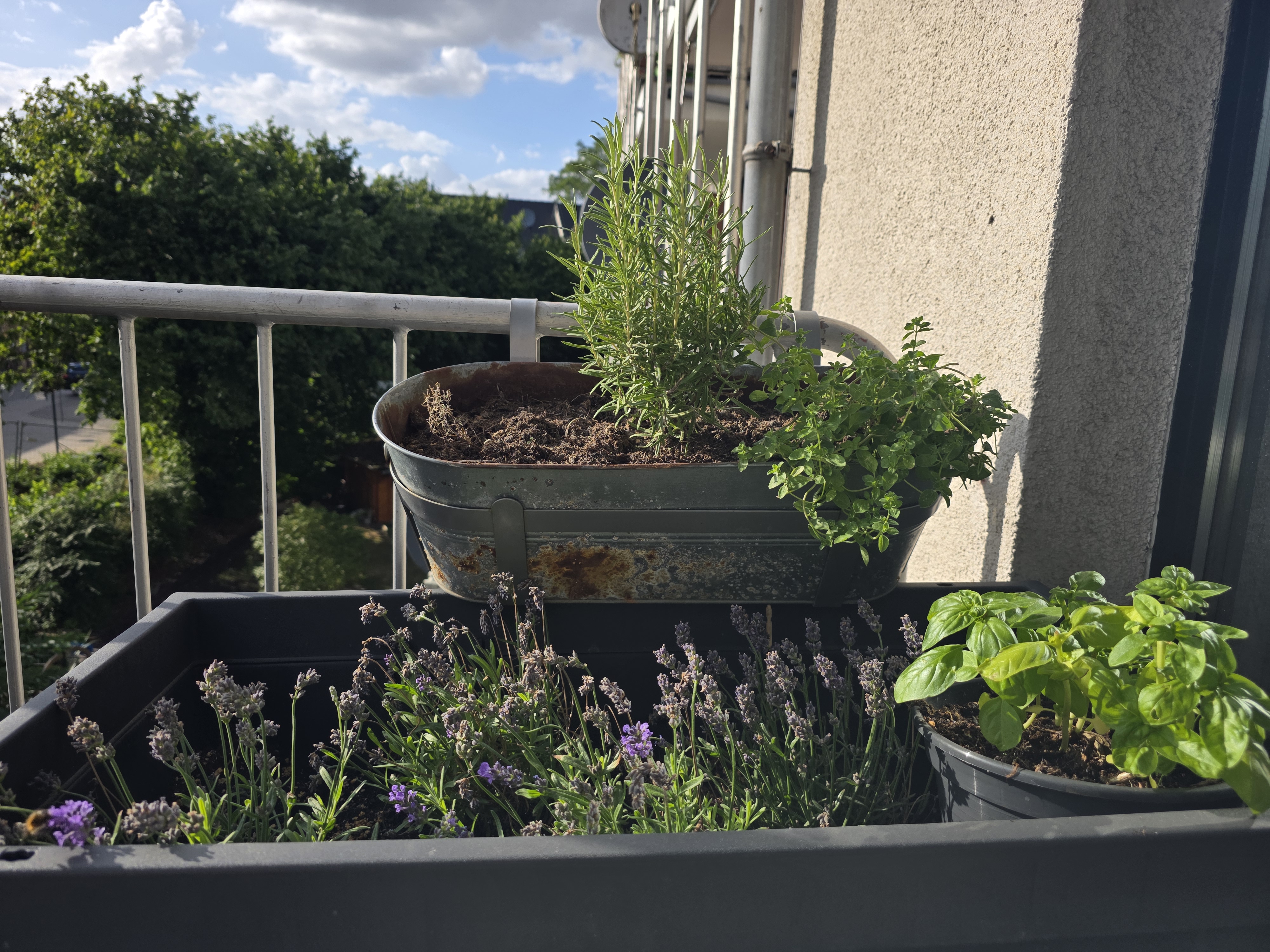 Rosmarin, Oregano, Lavendel und Basilikum in Kübeln