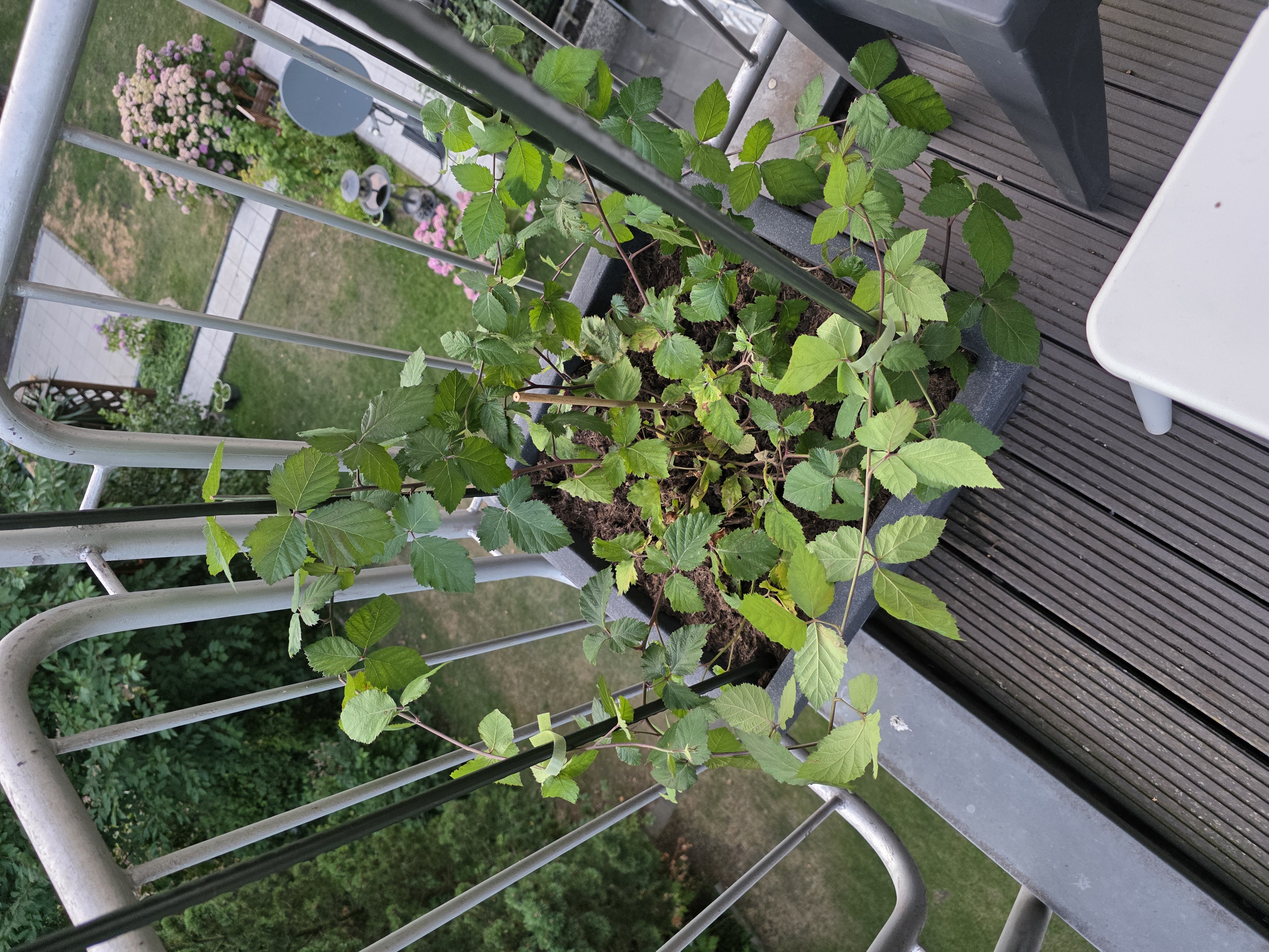 Brombeere Bernd wuchert über das gesamte Balkongeländer