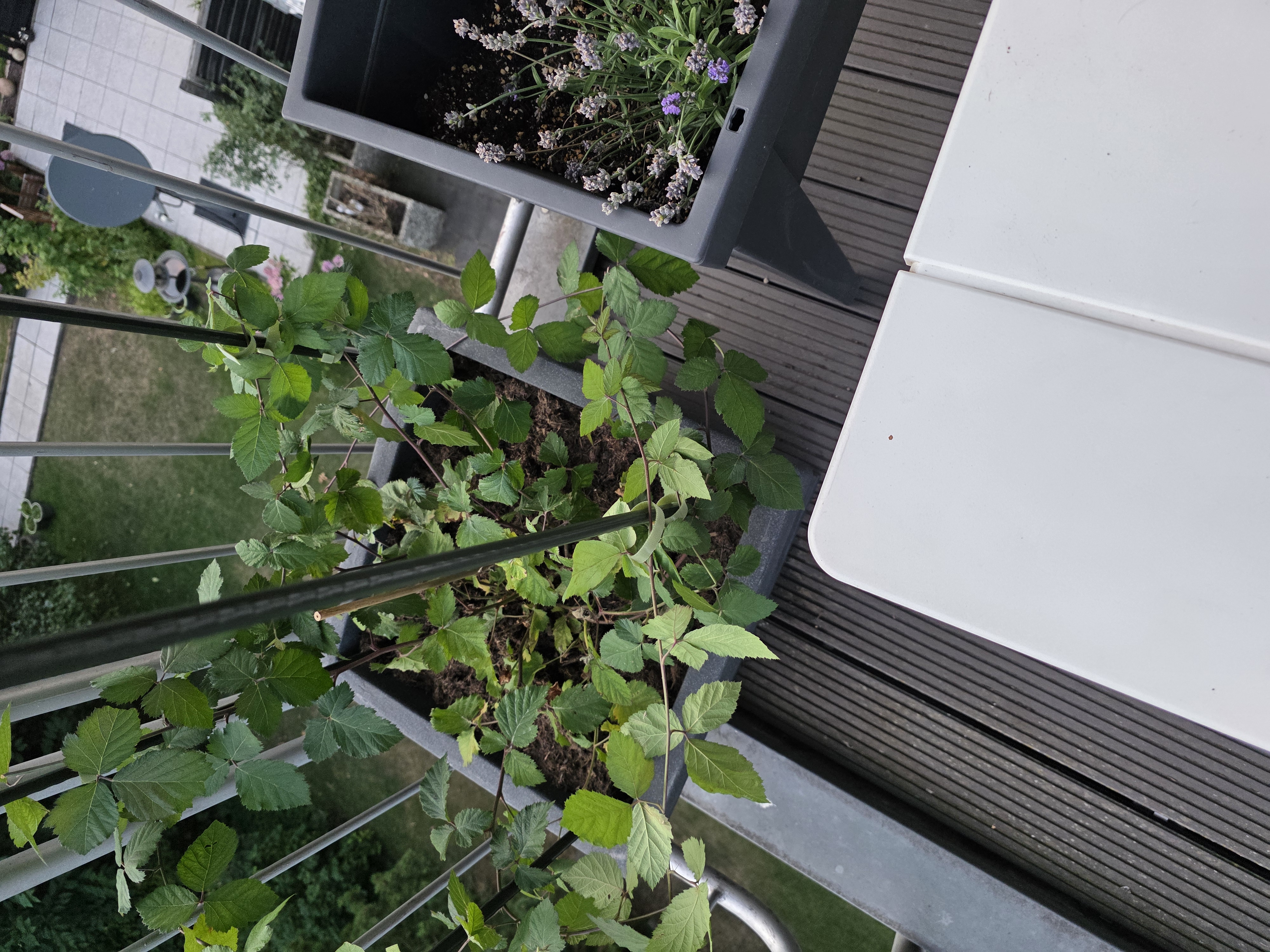 Brombeere Bernd neben Lavendel Ludwig