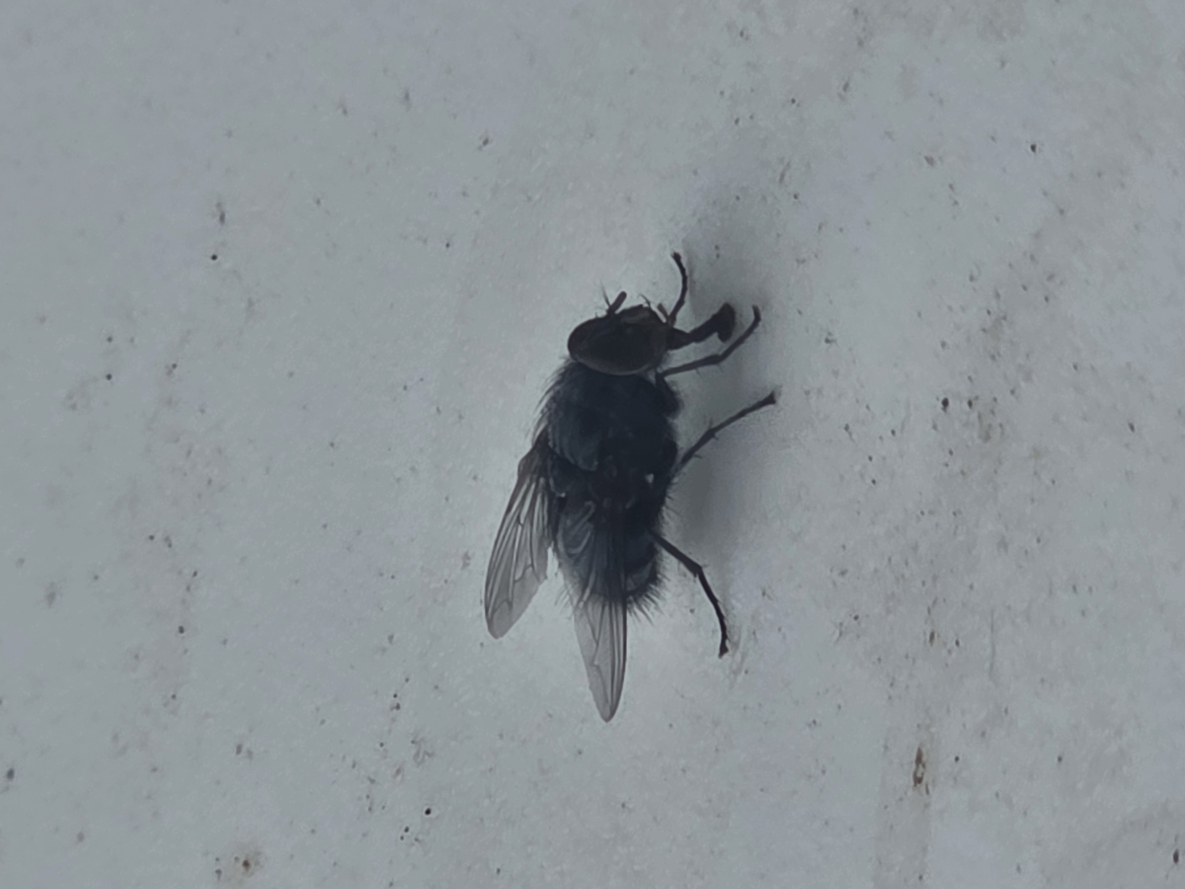 Holtis betrunkene Fliege in freier Wildbahn