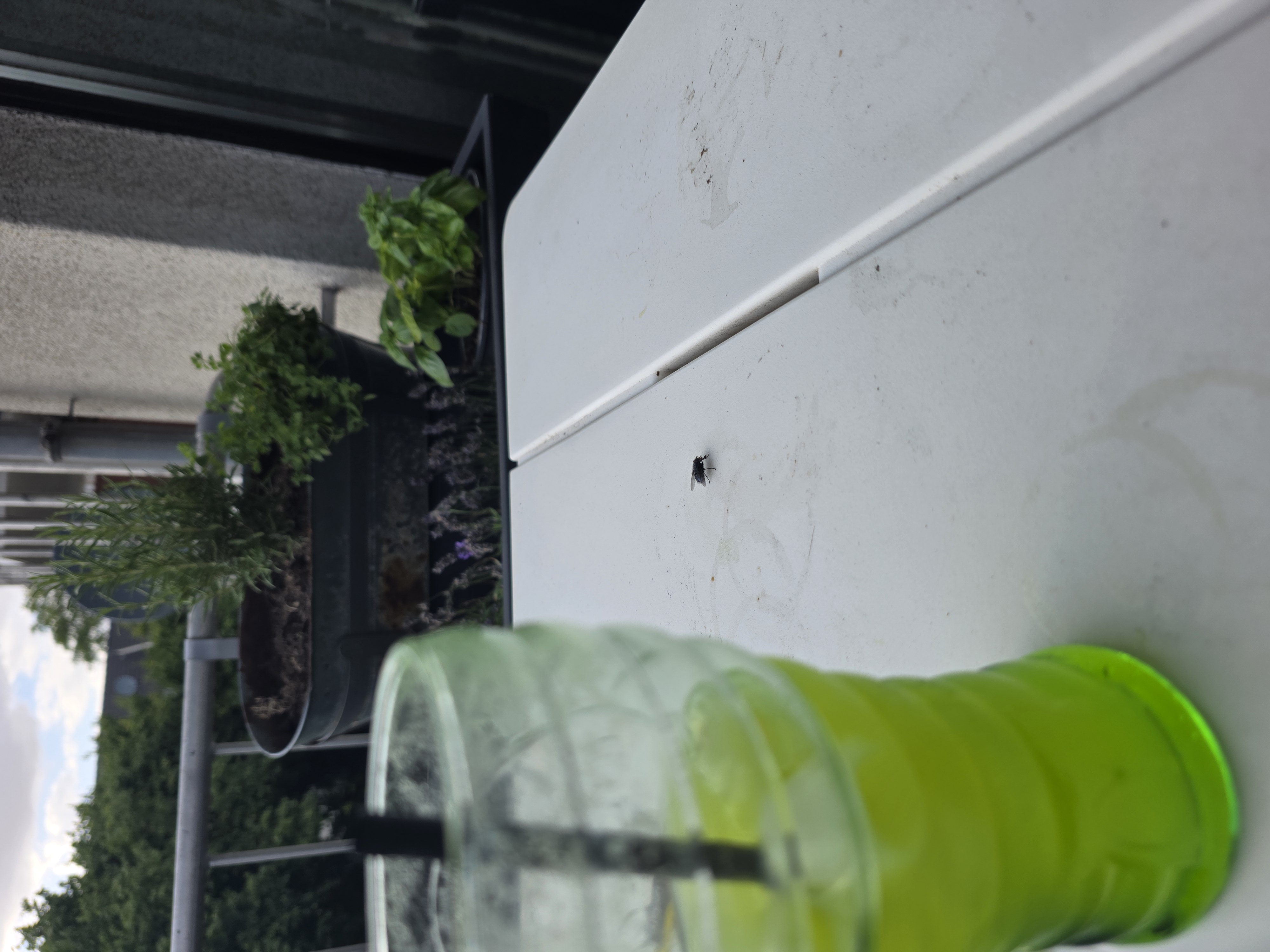 Fliege besucht die Kräuterkübel auf dem Balkon